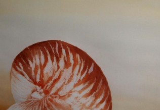 'Nautilus', Aquarell, 34 x 47